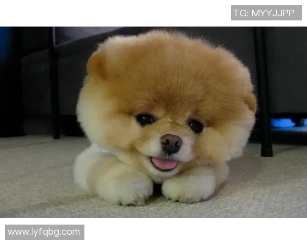 小犬篮球明星带你领略萌宠与运动的完美结合与精彩瞬间